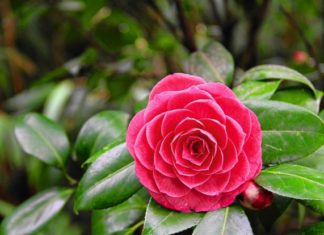 Rośliny kosmetyczne. Kamelia chińska