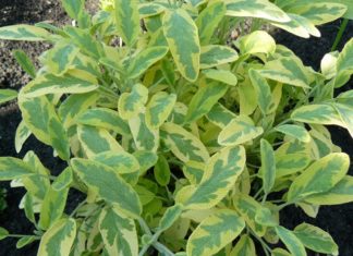 Zdrowie z natury: szałwia i jej niezwykłe właściwości