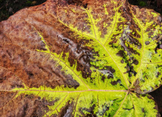 Rzepik pospolity – rośliny w służbie piękna