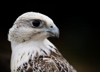 Gdzie można kupić gazę? Gdzie można kupić gazę?