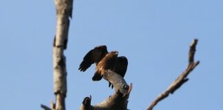 Jak długo ładuje się szczoteczka Oral B?