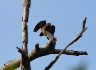 Jak długo ładuje się szczoteczka Oral B?