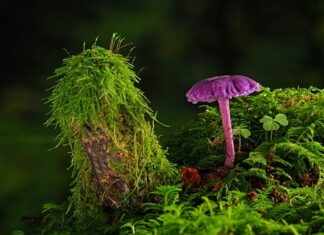 Gdzie stacjonarnie kupić farbę do tkanin? Gdzie stacjonarnie kupić farbę do tkanin?