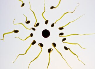 Czy po umyciu członka plemniki giną? Czy po umyciu członka plemniki giną?