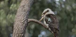 Jak patrzy zauroczony facet?