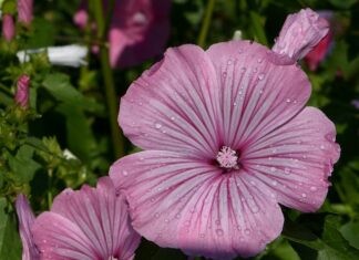 Ile tygodni trwa pierwszy trymestr ciąży? Ile tygodni trwa pierwszy trymestr ciąży?