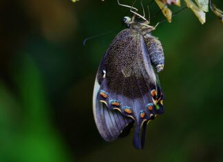 Jaka pupa podoba się facetom? Jaka pupa podoba się facetom?