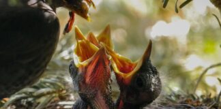 Jak karmić dziecko piersią?