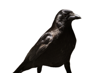 Czy zaświadczenie lekarskie to to samo co zwolnienie lekarskie? Czy zaświadczenie lekarskie to to samo co zwolnienie lekarskie?