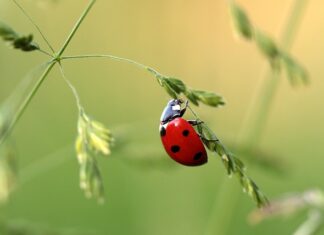 Jak zdjąć urok rzucony na dziecko? Jak zdjąć urok rzucony na dziecko?