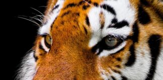 Jak często czyścić nos u noworodka?