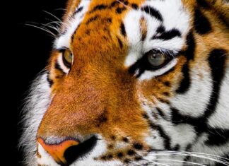 Jak często czyścić nos u noworodka?