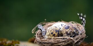 Jak Ewidencjonować przerwę na karmienie?