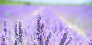 Czy lawenda jest afrodyzjakiem?