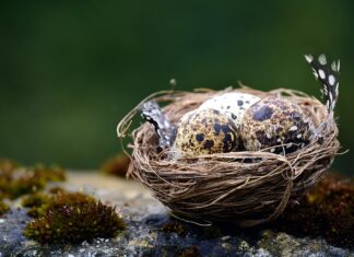 Kto płaci za przerwę na karmienie? Kto płaci za przerwę na karmienie?