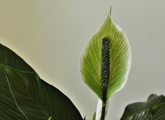 Dlaczego z pochwy leci woda po stosunku? Dlaczego z pochwy leci woda po stosunku?